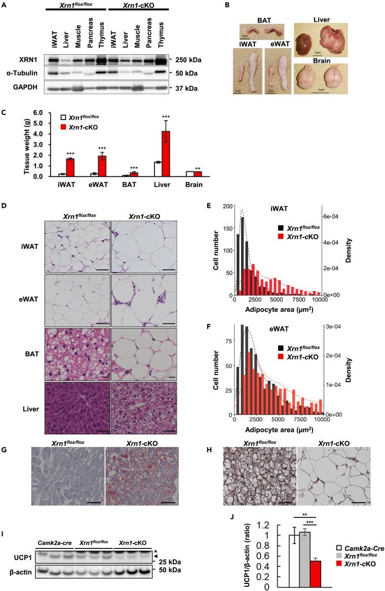 https://cdn.ncbi.nlm.nih.gov/pmc/blobs/e217/8496175/5956cd566871/gr2.jpg
