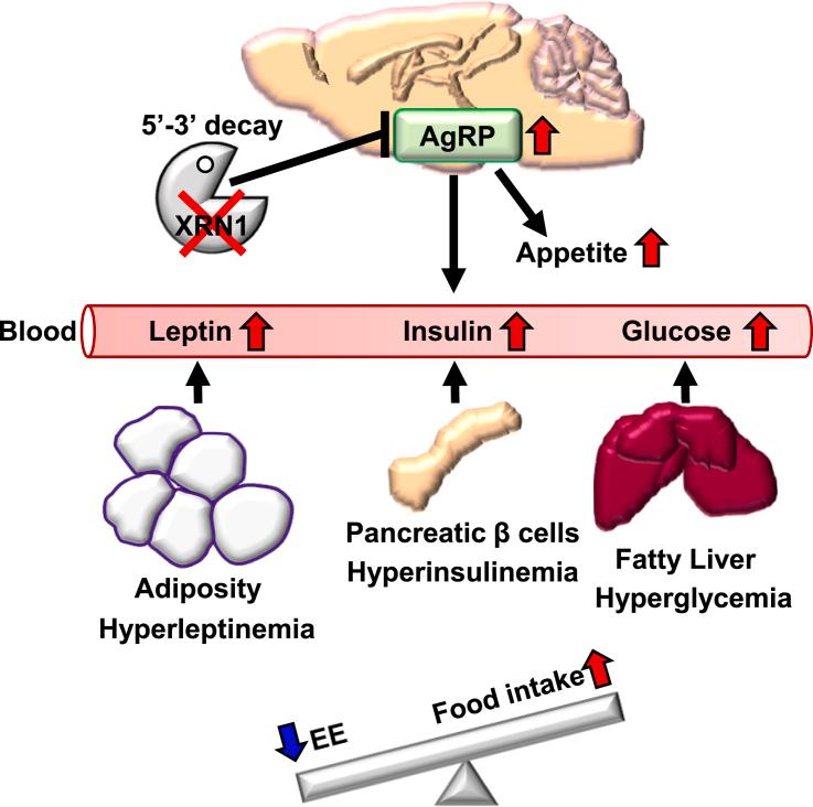 https://cdn.ncbi.nlm.nih.gov/pmc/blobs/e217/8496175/b42e892e8263/gr6.jpg