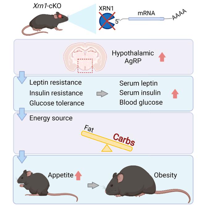 https://cdn.ncbi.nlm.nih.gov/pmc/blobs/e217/8496175/da79e1d9c66d/fx1.jpg
