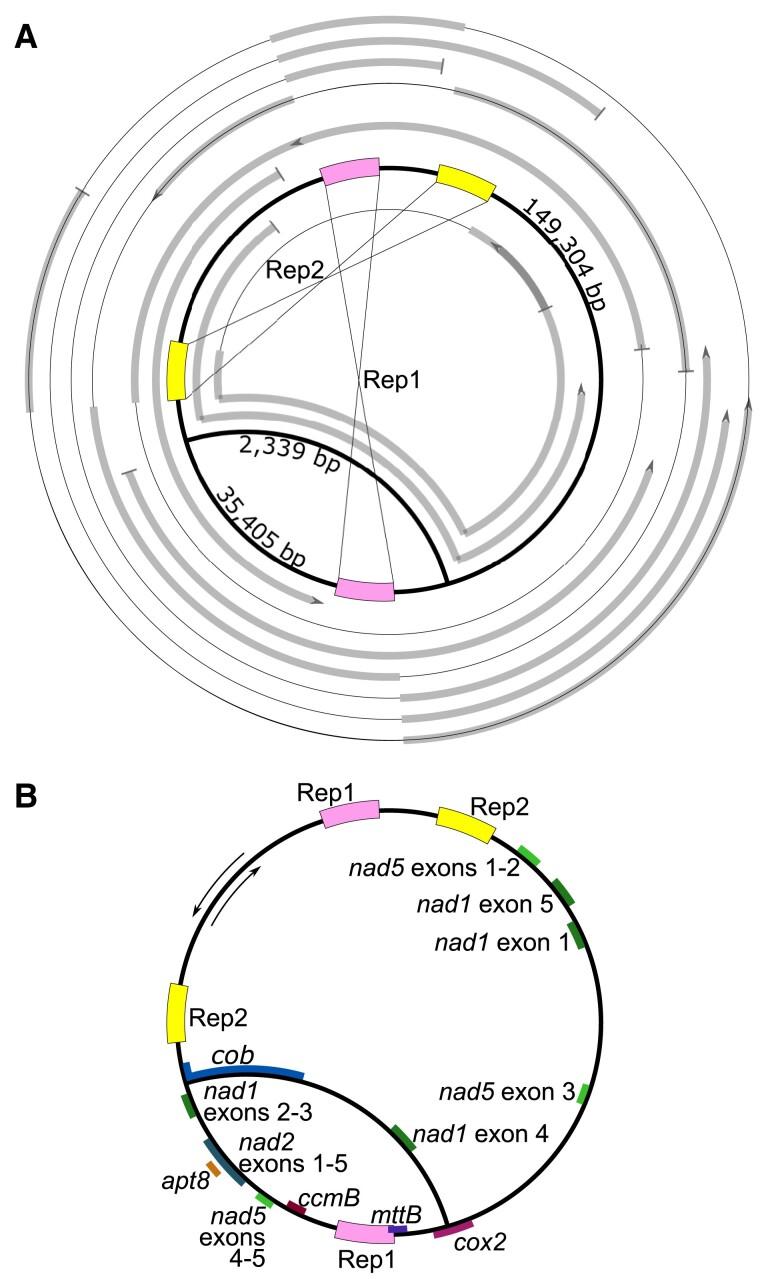 https://cdn.ncbi.nlm.nih.gov/pmc/blobs/e21d/10538256/b31e569696dc/evad167f1.jpg