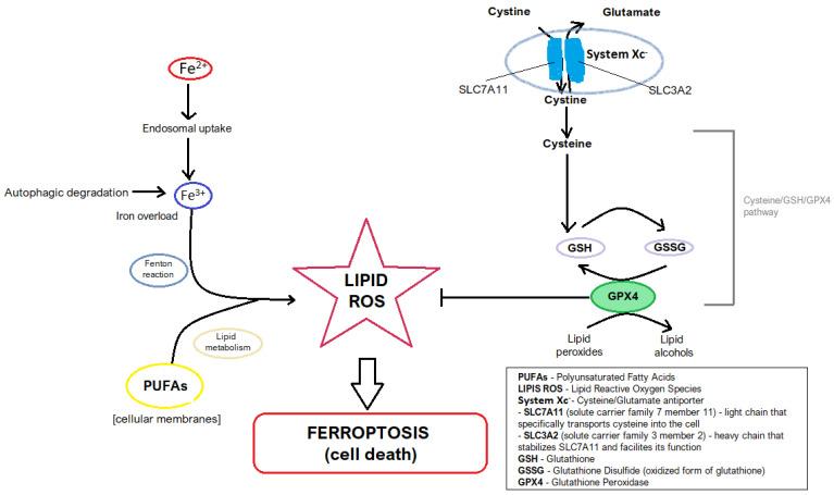 https://cdn.ncbi.nlm.nih.gov/pmc/blobs/e21e/12193889/079388423c3d/jcm-14-04035-g004.jpg