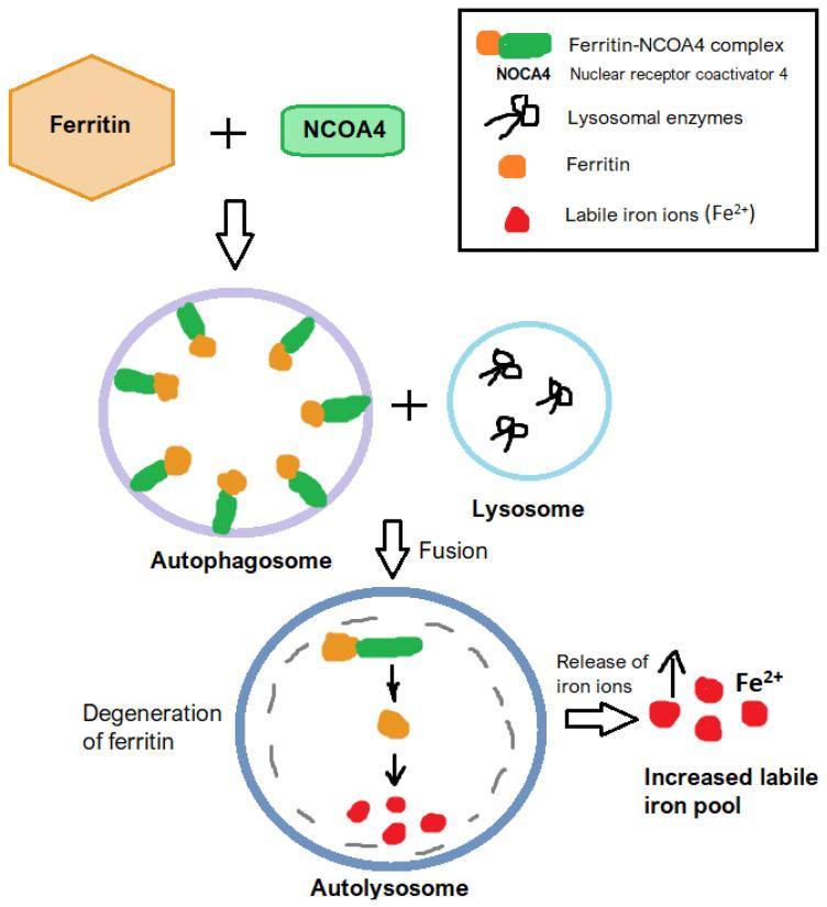 https://cdn.ncbi.nlm.nih.gov/pmc/blobs/e21e/12193889/7e90838e80ac/jcm-14-04035-g005.jpg