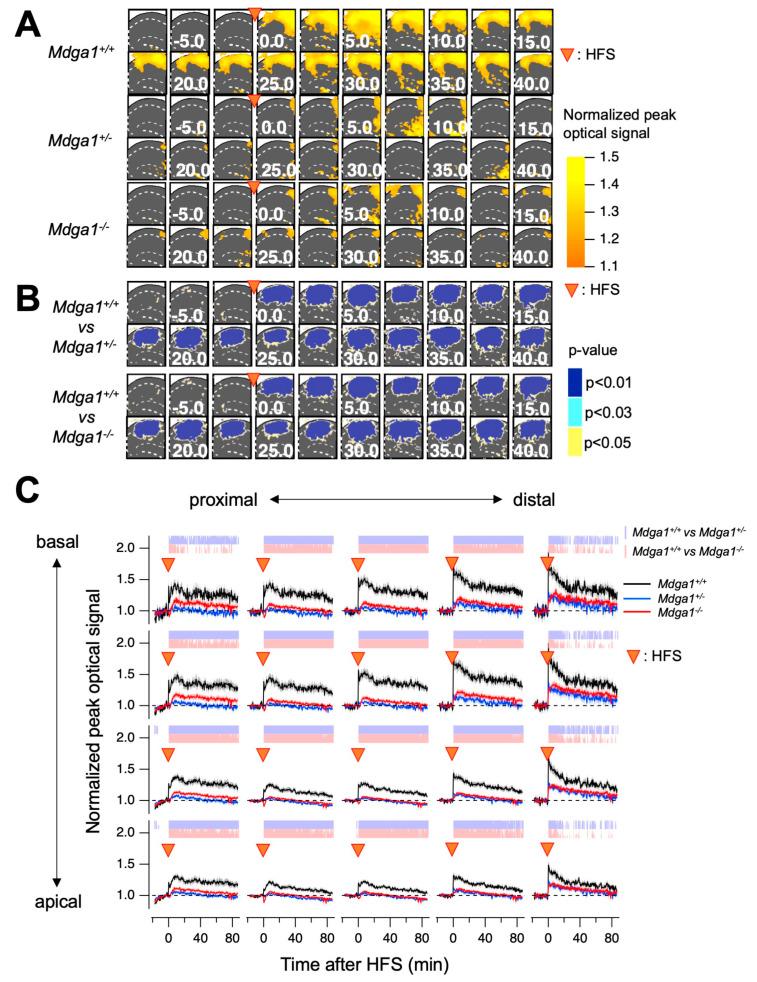 https://cdn.ncbi.nlm.nih.gov/pmc/blobs/e227/11394992/933327d7492f/ijms-25-09674-g004.jpg