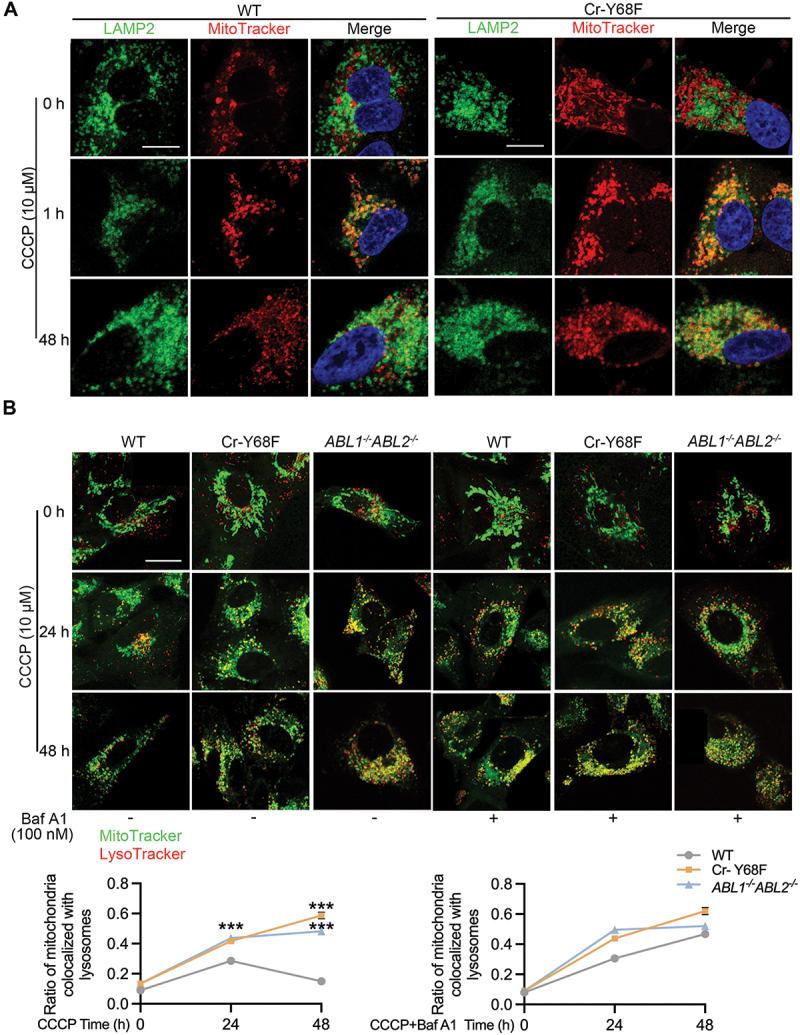 https://cdn.ncbi.nlm.nih.gov/pmc/blobs/e228/12087662/cef1487042db/KAUP_A_2448913_F0007_C.jpg