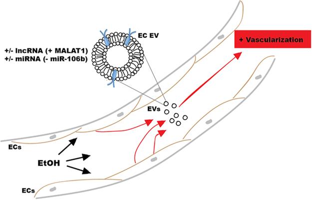 https://cdn.ncbi.nlm.nih.gov/pmc/blobs/e228/5653762/4daf9093ccf2/41598_2017_14356_Fig7_HTML.jpg