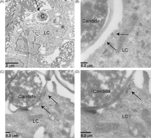 https://cdn.ncbi.nlm.nih.gov/pmc/blobs/e22f/2837148/1afc12f85945/gr6.jpg
