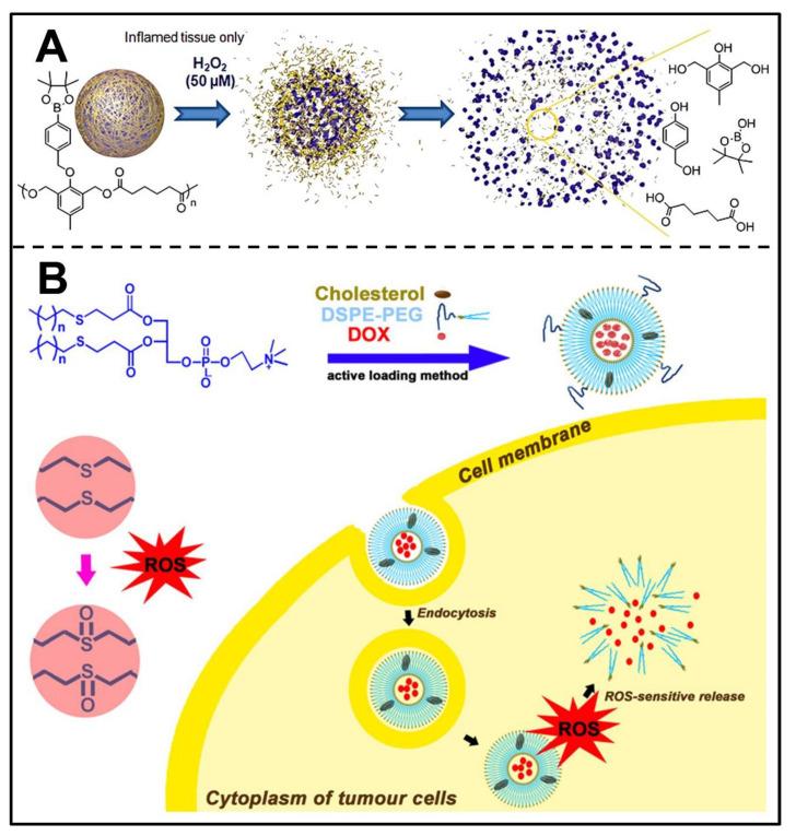 https://cdn.ncbi.nlm.nih.gov/pmc/blobs/e230/9694300/781445cca2a4/pharmaceutics-14-02346-g007.jpg