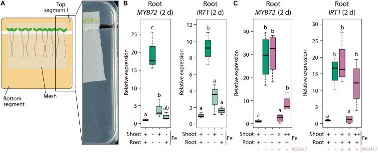 https://cdn.ncbi.nlm.nih.gov/pmc/blobs/e231/6639660/dc7730dffda7/fpls-10-00909-g004.jpg