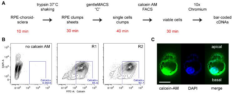 https://cdn.ncbi.nlm.nih.gov/pmc/blobs/e235/9499471/b471631fca55/ijms-23-10419-g001.jpg