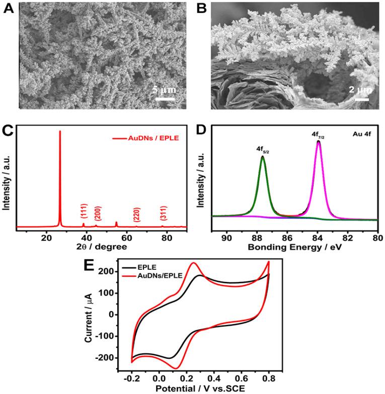https://cdn.ncbi.nlm.nih.gov/pmc/blobs/e237/12024719/903f381b9fc5/biosensors-15-00246-g002.jpg