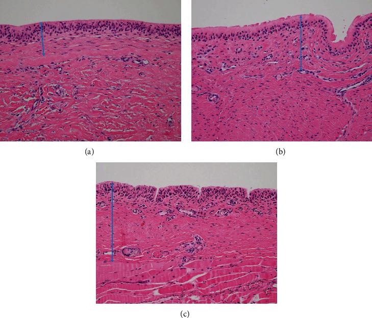 https://cdn.ncbi.nlm.nih.gov/pmc/blobs/e237/8286178/a69c50096018/BMRI2021-3898585.003.jpg