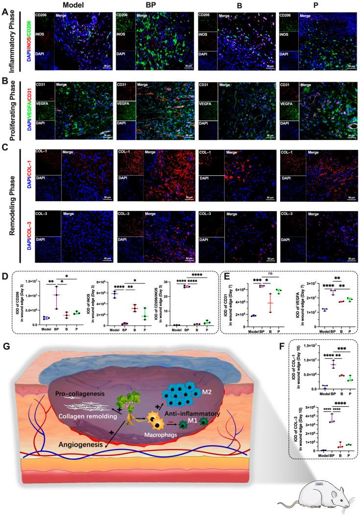 https://cdn.ncbi.nlm.nih.gov/pmc/blobs/e238/12024557/7c14cc113603/bioengineering-12-00427-g006.jpg