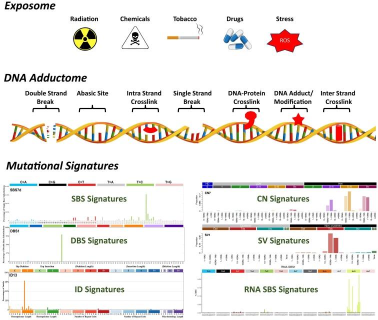 https://cdn.ncbi.nlm.nih.gov/pmc/blobs/e23c/11707540/622056d91e89/gkae1303fig1.jpg