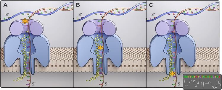 https://cdn.ncbi.nlm.nih.gov/pmc/blobs/e23c/11707540/d8b831544384/gkae1303fig5.jpg