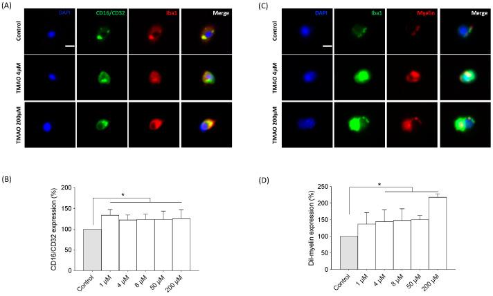 https://cdn.ncbi.nlm.nih.gov/pmc/blobs/e23f/10743393/ec4a59f1aef2/ijms-24-17557-g005.jpg