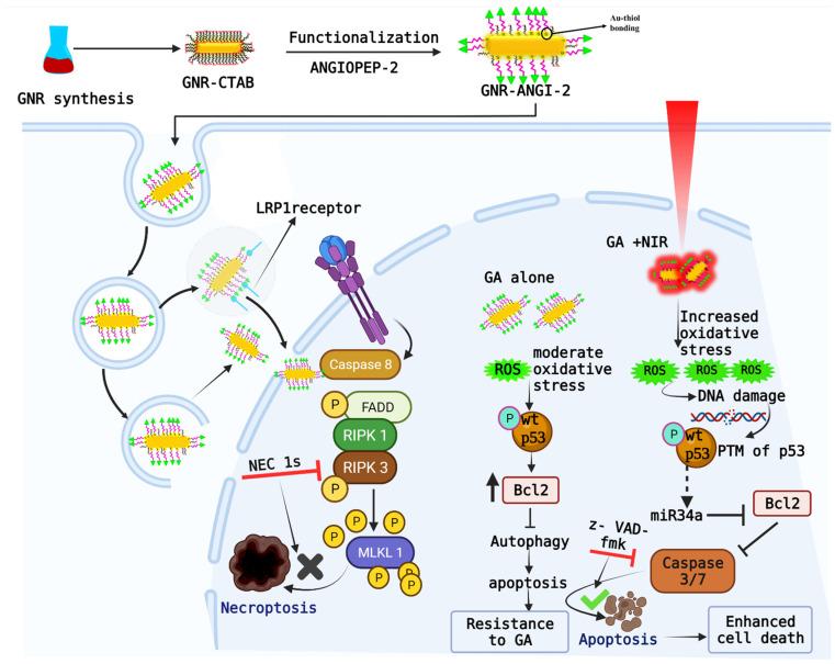 https://cdn.ncbi.nlm.nih.gov/pmc/blobs/e243/9504705/4aa558d3c36f/pharmaceutics-14-01939-sch001.jpg