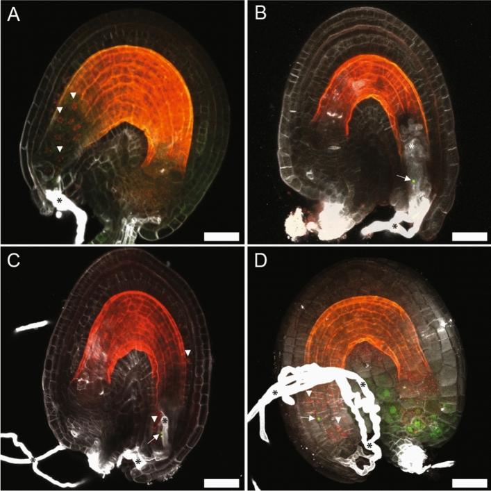 https://cdn.ncbi.nlm.nih.gov/pmc/blobs/e244/7415139/184cc0156b77/41598_2020_70324_Fig5_HTML.jpg