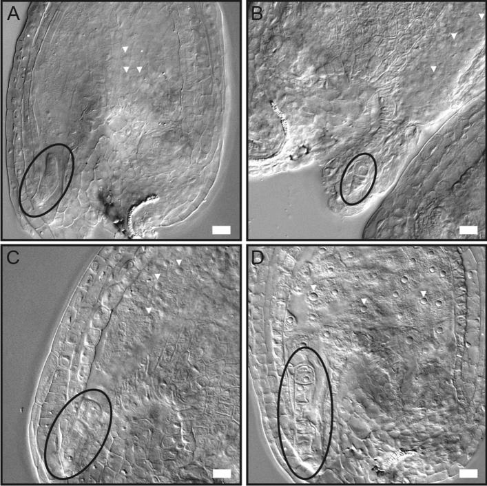 https://cdn.ncbi.nlm.nih.gov/pmc/blobs/e244/7415139/505140a1ddca/41598_2020_70324_Fig6_HTML.jpg