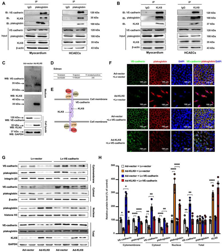 https://cdn.ncbi.nlm.nih.gov/pmc/blobs/e246/7977470/a7a69f3d6b2c/thnov11p4207g009.jpg