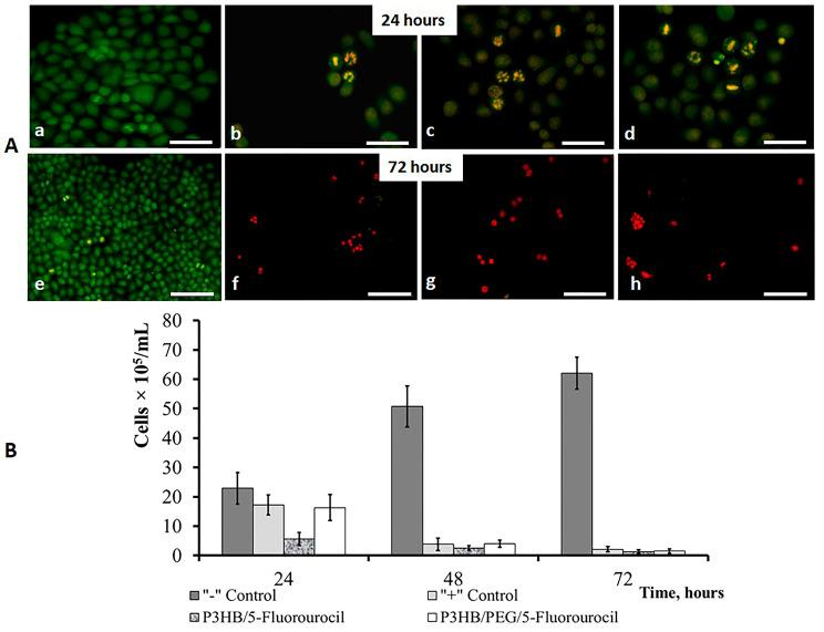 https://cdn.ncbi.nlm.nih.gov/pmc/blobs/e24f/10573759/a318371512d0/ijms-24-14983-g005.jpg