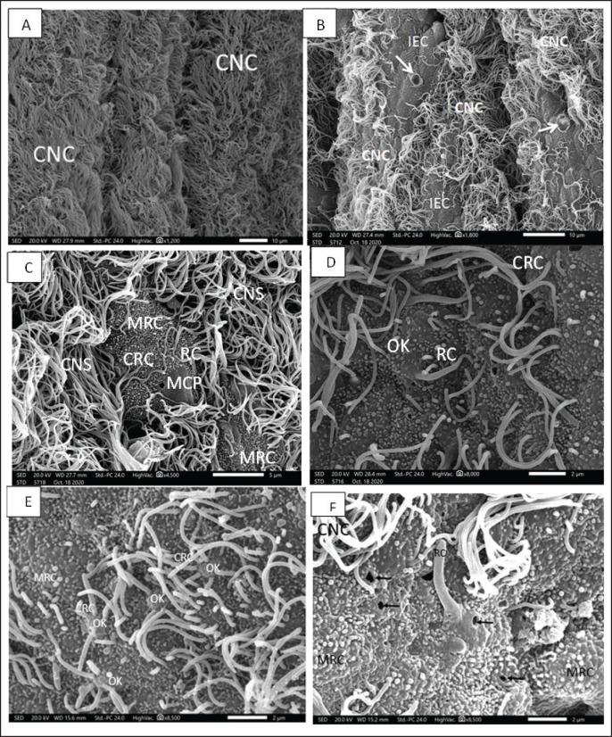 https://cdn.ncbi.nlm.nih.gov/pmc/blobs/e250/11018411/678f2658a575/OpenVetJ-14-512-g002.jpg
