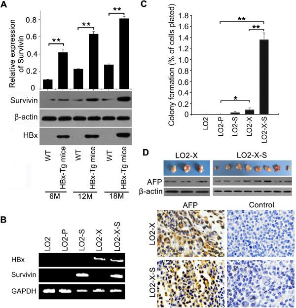 https://cdn.ncbi.nlm.nih.gov/pmc/blobs/e254/4046021/e9bb5f786d15/1476-4598-13-128-1.jpg