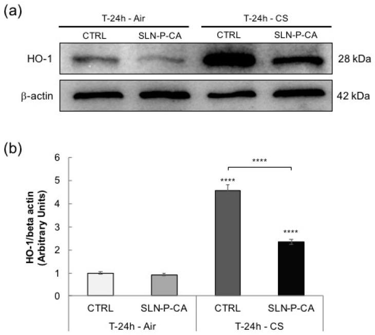 https://cdn.ncbi.nlm.nih.gov/pmc/blobs/e25f/7279527/30b51387dab8/nanomaterials-10-00961-g010.jpg