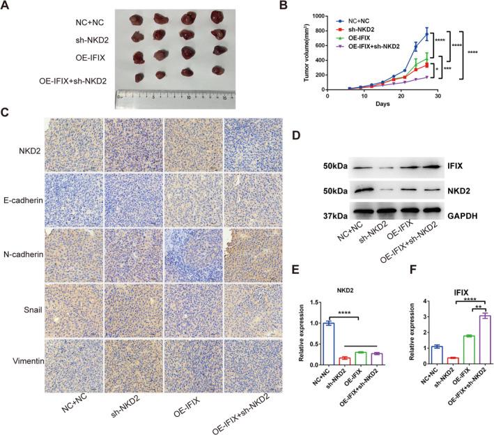 https://cdn.ncbi.nlm.nih.gov/pmc/blobs/e260/11745820/03b9d9a727ab/JCMM-29-e70342-g008.jpg