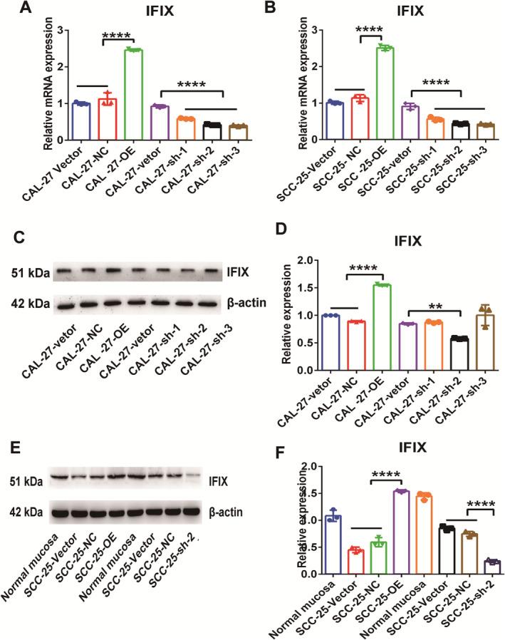 https://cdn.ncbi.nlm.nih.gov/pmc/blobs/e260/11745820/18d0e3dd9d2d/JCMM-29-e70342-g004.jpg