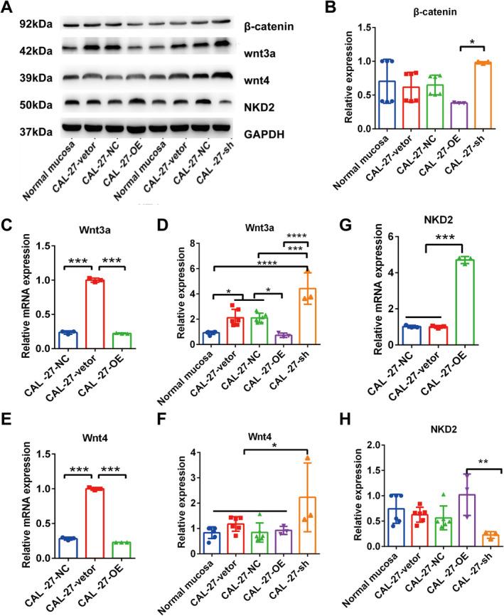 https://cdn.ncbi.nlm.nih.gov/pmc/blobs/e260/11745820/43c275424c1e/JCMM-29-e70342-g002.jpg