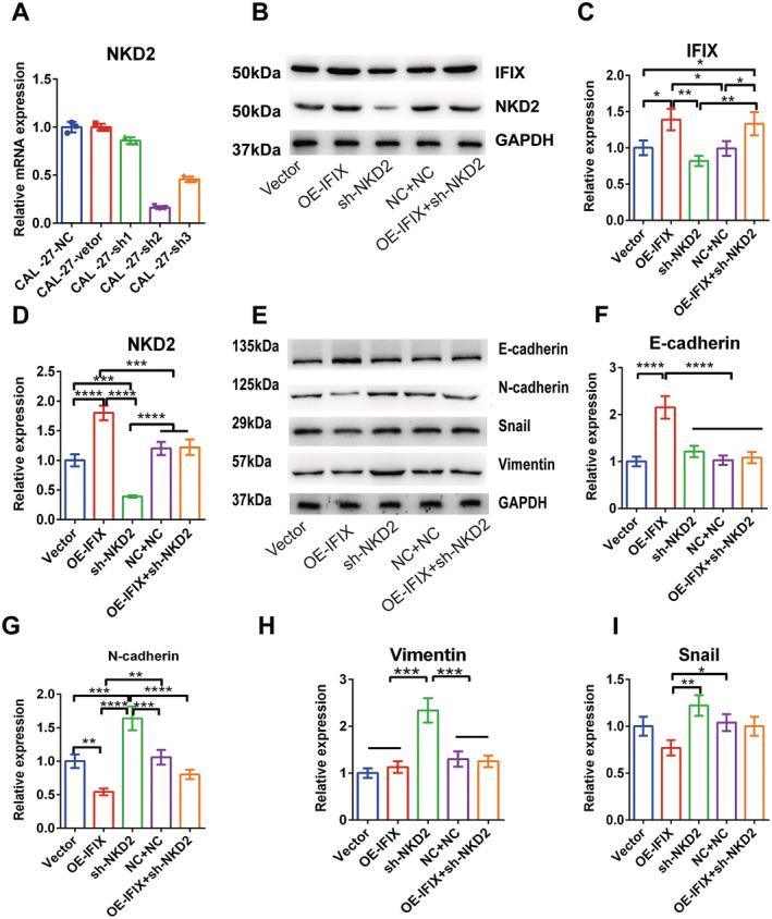 https://cdn.ncbi.nlm.nih.gov/pmc/blobs/e260/11745820/637a7ee4dc5b/JCMM-29-e70342-g007.jpg
