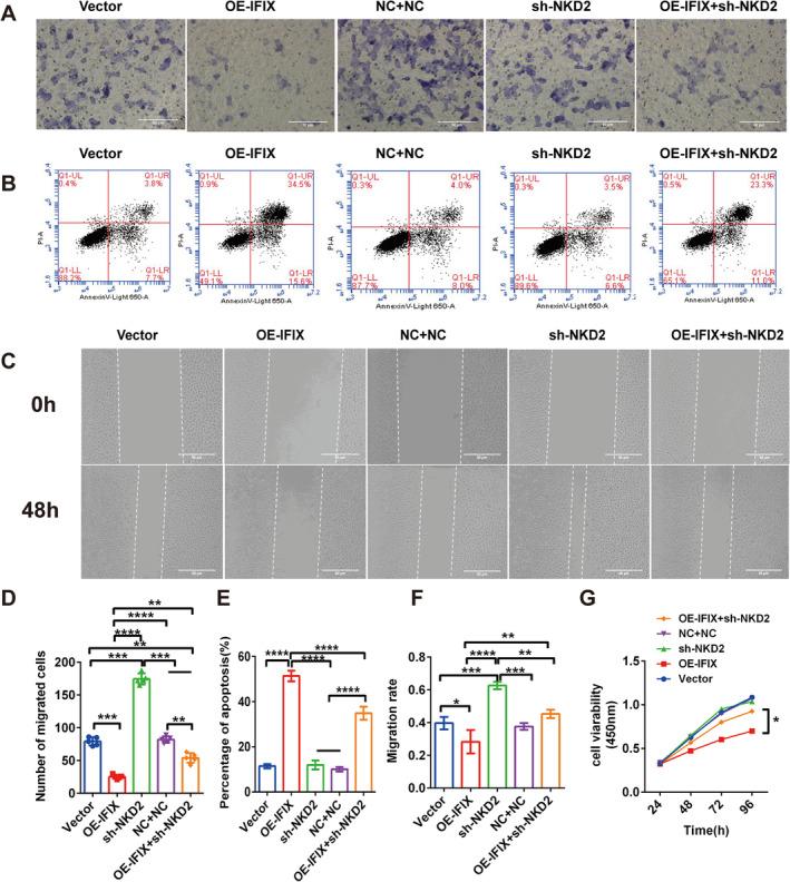 https://cdn.ncbi.nlm.nih.gov/pmc/blobs/e260/11745820/6cabfaa448a7/JCMM-29-e70342-g006.jpg