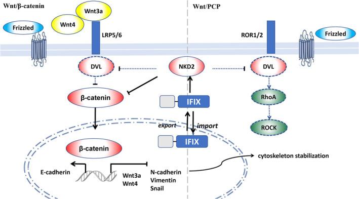 https://cdn.ncbi.nlm.nih.gov/pmc/blobs/e260/11745820/c94e5eef2094/JCMM-29-e70342-g005.jpg