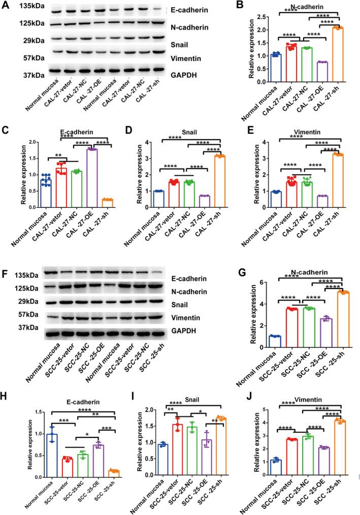 https://cdn.ncbi.nlm.nih.gov/pmc/blobs/e260/11745820/f0652bd74412/JCMM-29-e70342-g003.jpg