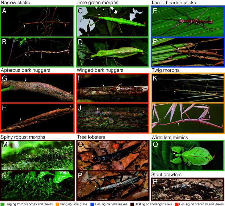 https://cdn.ncbi.nlm.nih.gov/pmc/blobs/e261/11725862/d64c54ee618a/pnas.2319485121fig01.jpg