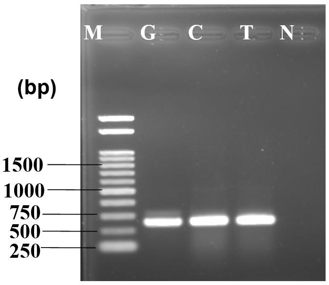 https://cdn.ncbi.nlm.nih.gov/pmc/blobs/e261/9971827/c139f74647be/f1000research-9-142811-g0004.jpg