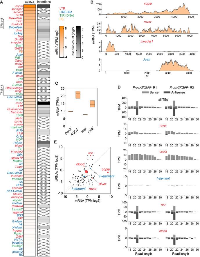 https://cdn.ncbi.nlm.nih.gov/pmc/blobs/e263/8090852/039908762188/EMBJ-40-e106388-g008.jpg