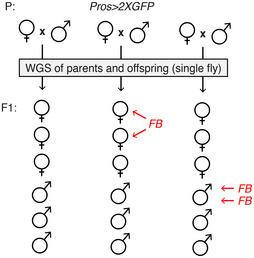 https://cdn.ncbi.nlm.nih.gov/pmc/blobs/e263/8090852/d7715278e318/EMBJ-40-e106388-g003.jpg
