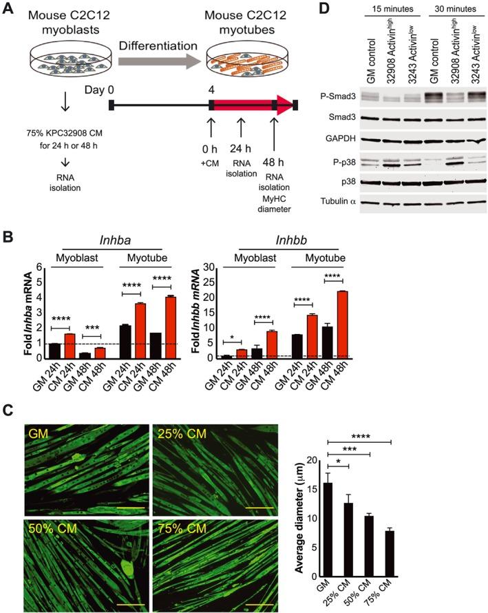 https://cdn.ncbi.nlm.nih.gov/pmc/blobs/e265/6818463/1ae4a8697a15/JCSM-10-1083-g004.jpg