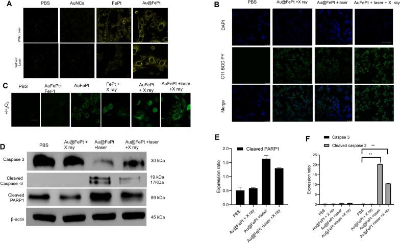 https://cdn.ncbi.nlm.nih.gov/pmc/blobs/e266/10169499/206e24bbb178/12951_2023_1910_Fig5_HTML.jpg