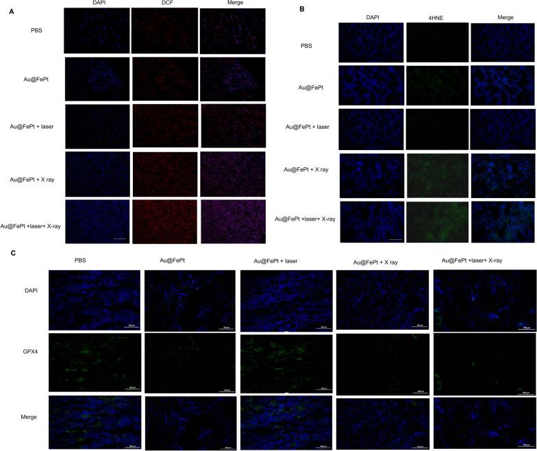 https://cdn.ncbi.nlm.nih.gov/pmc/blobs/e266/10169499/f9a4fdf91240/12951_2023_1910_Fig8_HTML.jpg