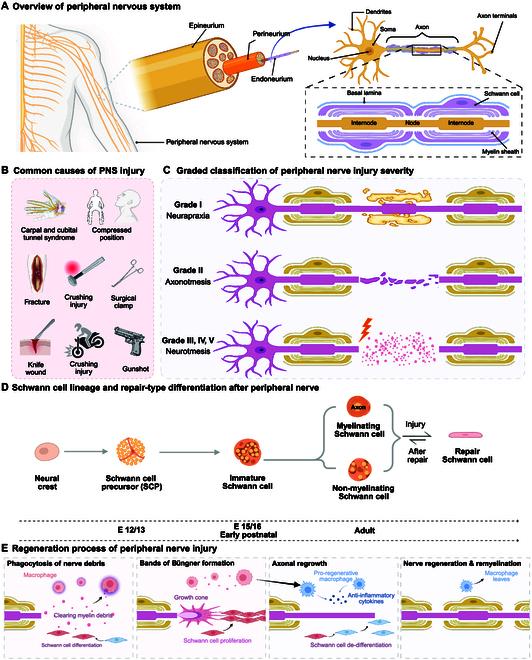 https://cdn.ncbi.nlm.nih.gov/pmc/blobs/e267/12280558/2d7170ddfd39/bmr.0219.fig.001.jpg