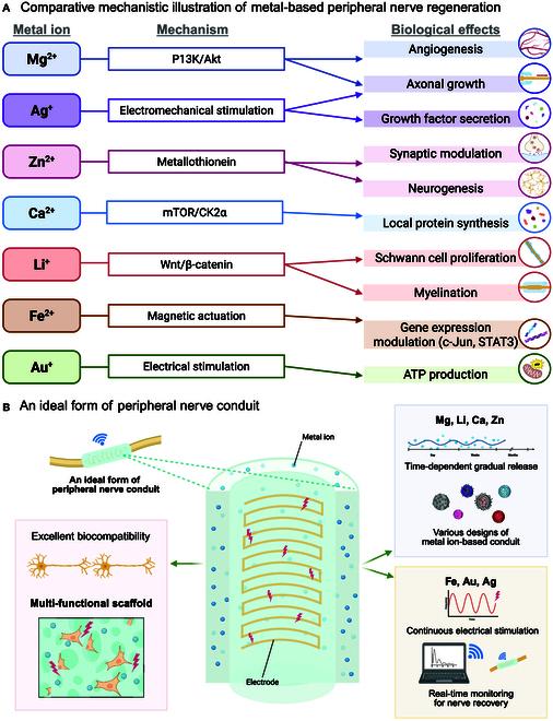 https://cdn.ncbi.nlm.nih.gov/pmc/blobs/e267/12280558/3f2b97fb1553/bmr.0219.fig.004.jpg