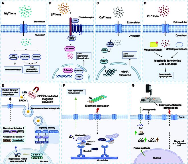 https://cdn.ncbi.nlm.nih.gov/pmc/blobs/e267/12280558/c1ae6e34d30f/bmr.0219.fig.002.jpg