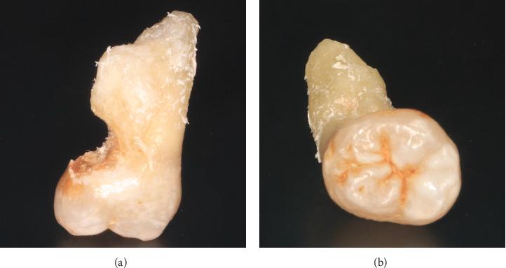https://cdn.ncbi.nlm.nih.gov/pmc/blobs/e268/12253987/a928bc4dd81f/CRID2025-3575942.006.jpg