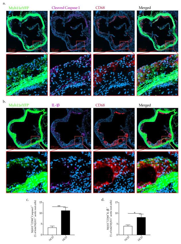 https://cdn.ncbi.nlm.nih.gov/pmc/blobs/e269/8745068/eac7d94e20c3/ijms-23-00340-g007.jpg