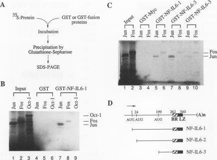 https://cdn.ncbi.nlm.nih.gov/pmc/blobs/e273/358376/517c544728c3/molcellb00001-0297-a.jpg