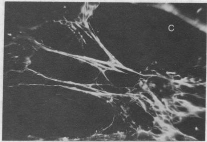https://cdn.ncbi.nlm.nih.gov/pmc/blobs/e275/431343/70f43c62537f/pnas00029-0323-c.jpg