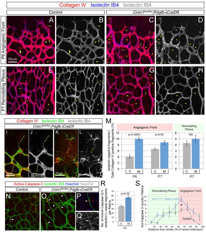 https://cdn.ncbi.nlm.nih.gov/pmc/blobs/e277/3879820/539f1bc06ab9/DEV097949F4.jpg