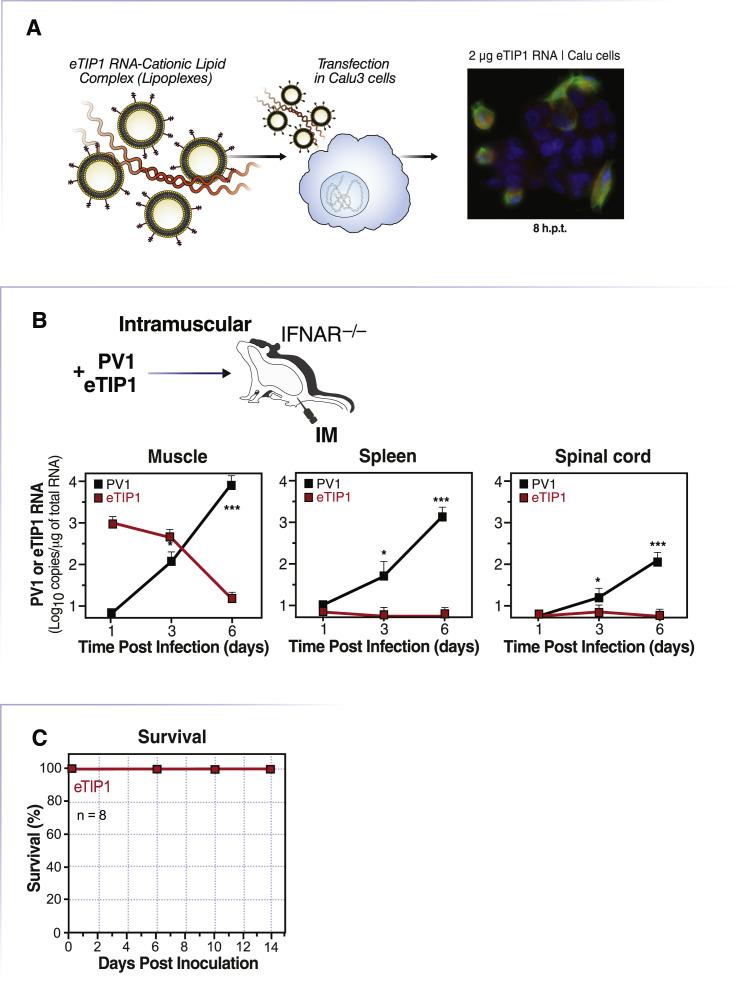https://cdn.ncbi.nlm.nih.gov/pmc/blobs/e27a/8598942/c7d0f654b9f3/figs3_lrg.jpg